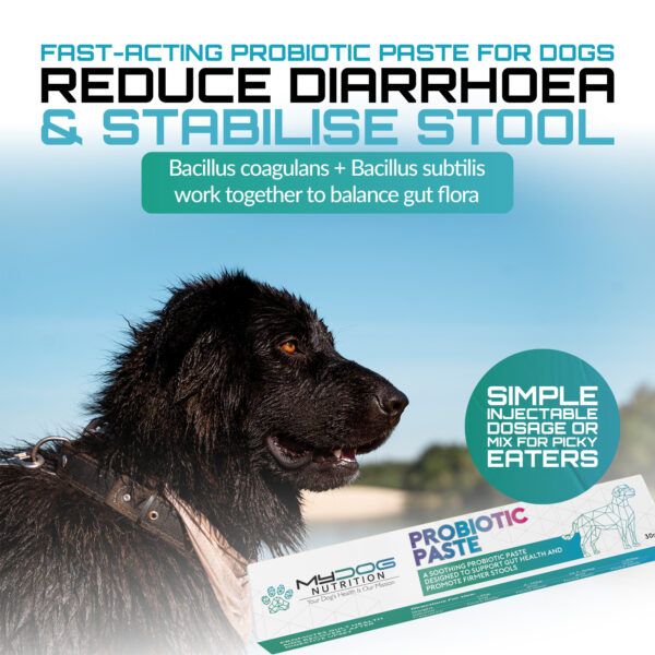 Probiotic Paste for Dogs - Image 6